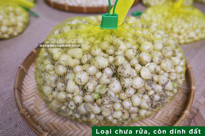 củ hành tăm, củ nén hà nội