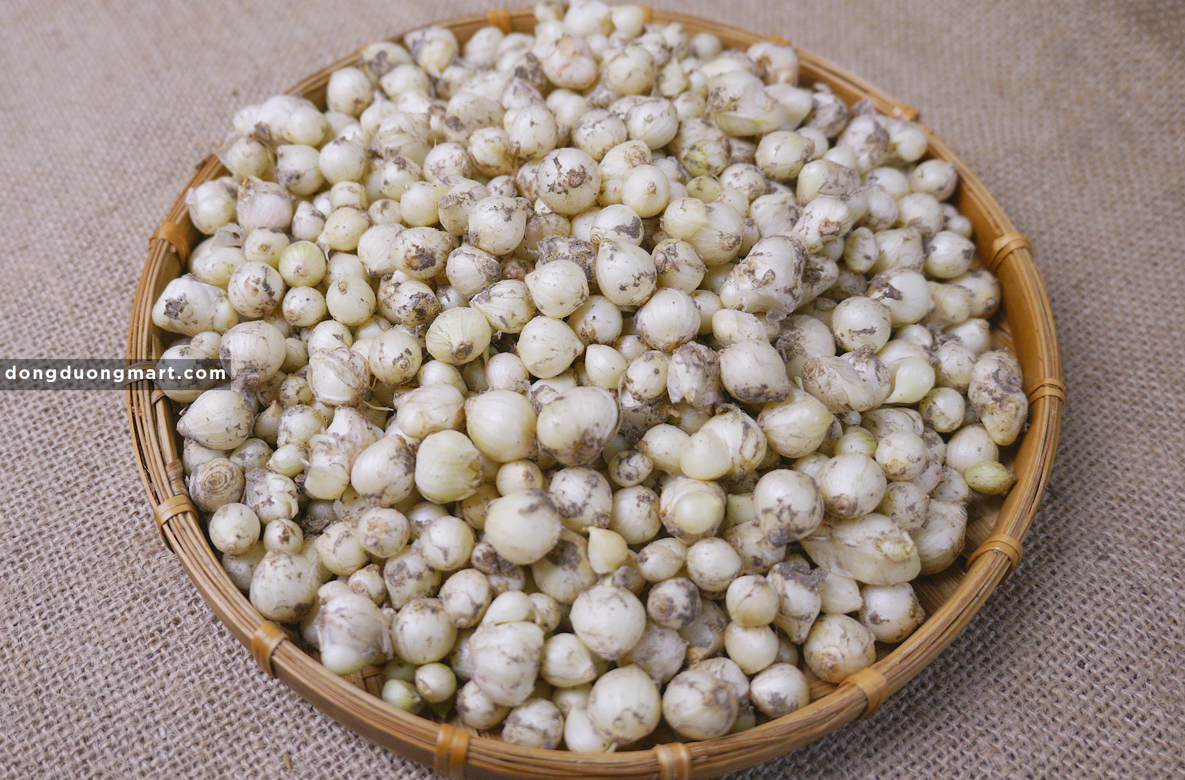 củ hành tăm, củ nén tại hà nội