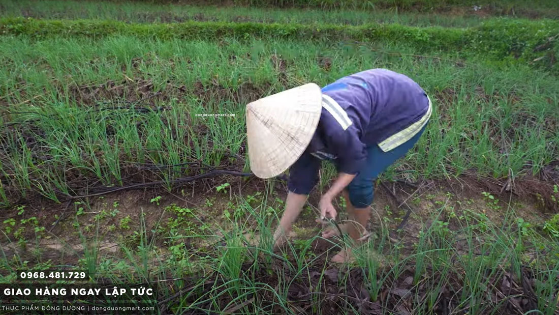 hanh-tam-ha-noi-cu-nen-dong-duong-mart Sản phẩm Hành Tăm Sạch và chất lượng của ĐÔNG DƯƠNG MART ( dongduongmart.com) đến từ khâu chọn giống nguyên bản, quy trình trồng và chăm sóc với các tiêu chuẩn cao