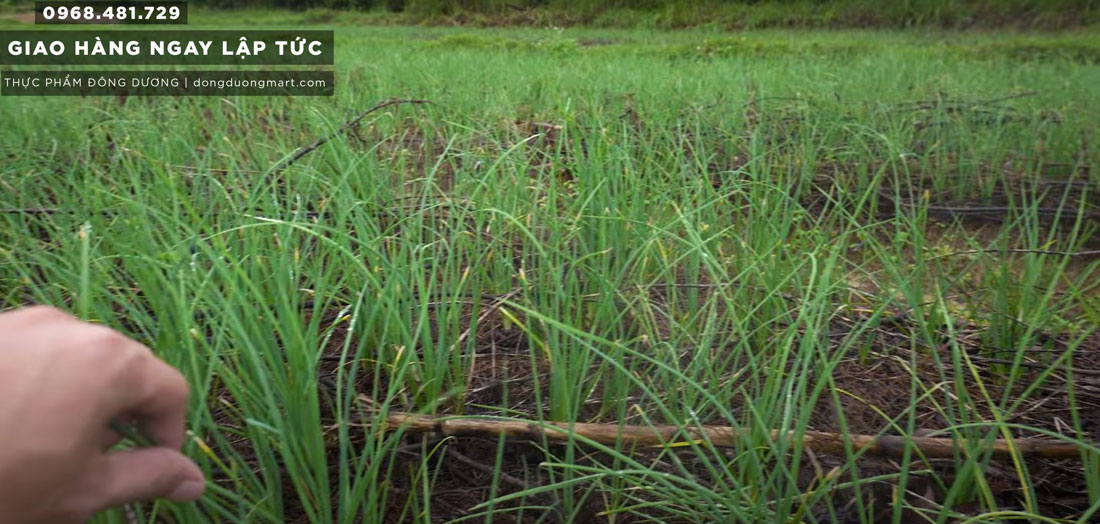 hanh-tam-ha-noi-nghe-an-dong-duong-mart-1 Hành Tăm của ĐÔNG DƯƠNG MART được trồng và khai thác tại ruộng ở địa Nghệ An, là giống hành tăm nguyên bản. Nức tiếng trên cả nước. Cung cấp trên toàn quốc